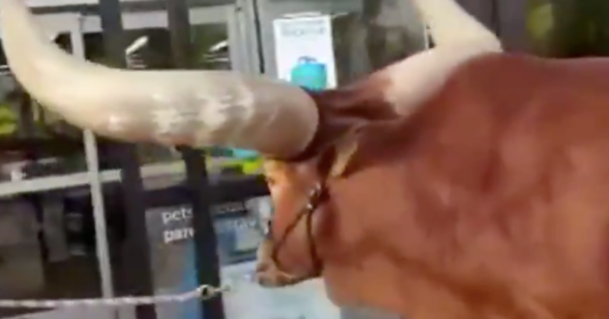 This Massive Steer Is Testing PetCo's Policies Regarding All Leashed Pets
