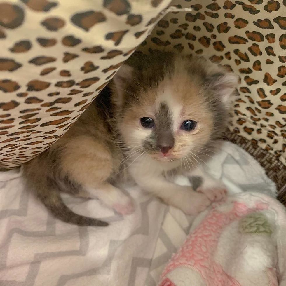 Stray Cat Sneaks into Basement with Her Kittens and Finds Someone to ...