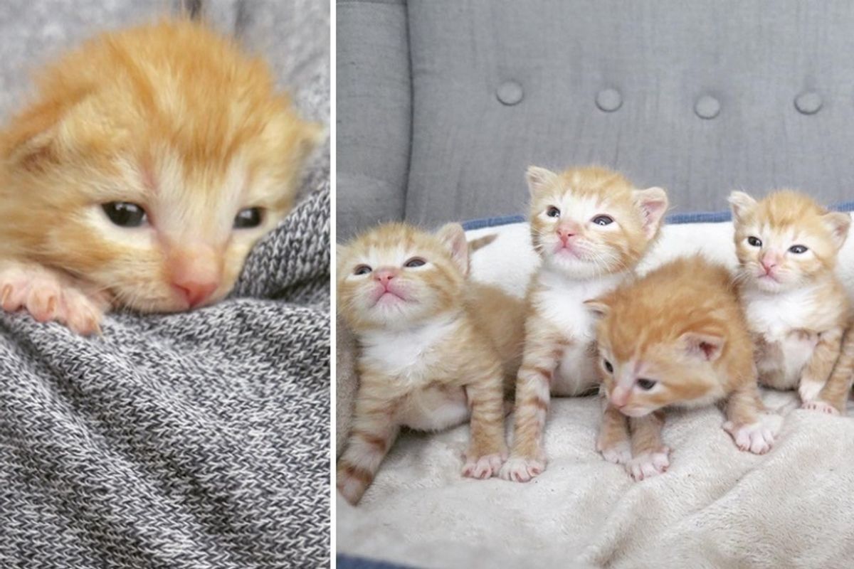 5 Ginger Kittens Found Huddled Up in Cabinet in a Garage, Get Help Just in Time