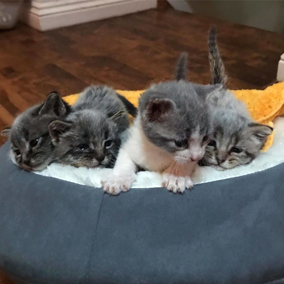 Rescued Kittens Born with Silver-gray Coat Grow Up to Be Beautiful ...