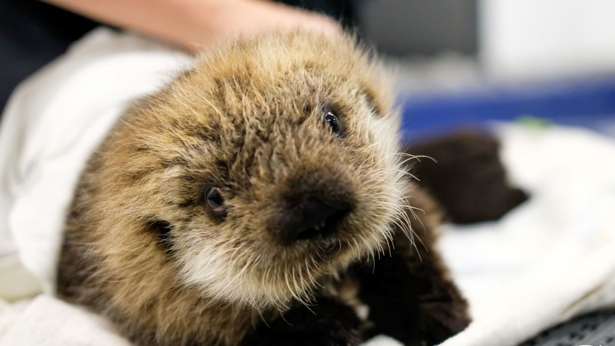 The Georgia Aquarium adopted two baby sea otters, and our hearts are melting