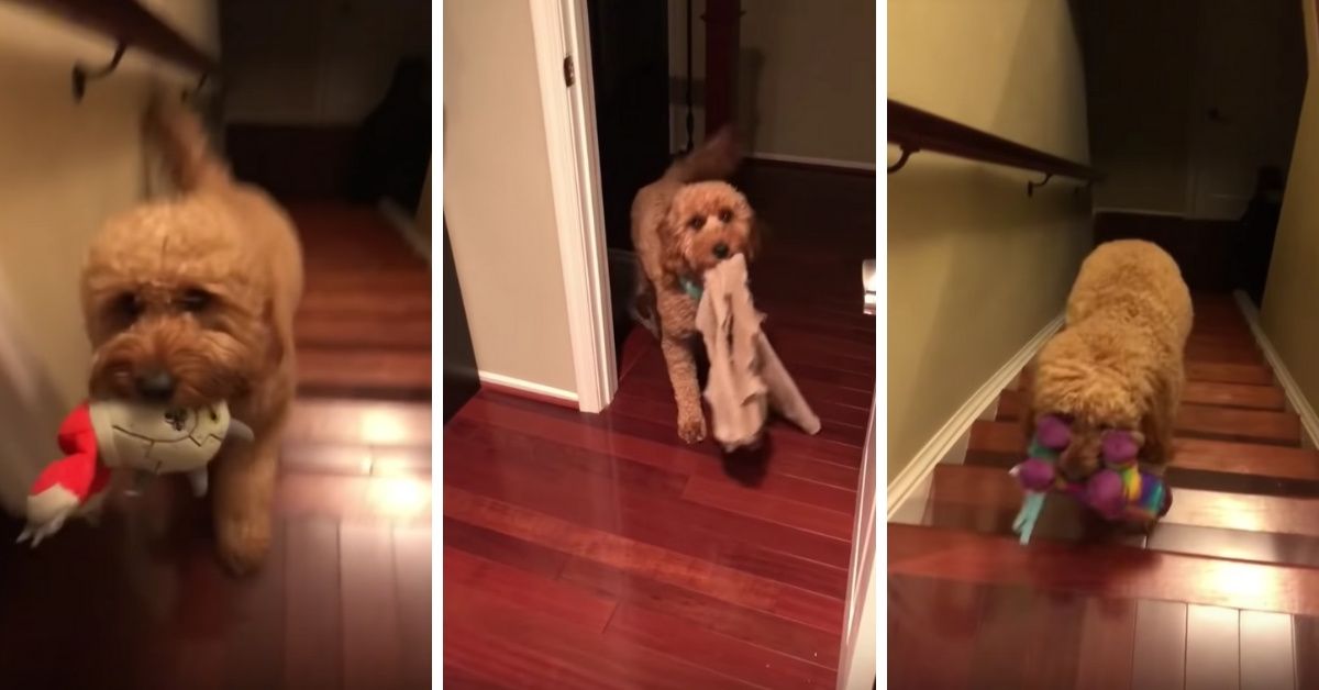 We Can't Get Over This Precious Dog Whose Nightly Ritual Includes Picking A Special Thing To Bring To Bed With Him