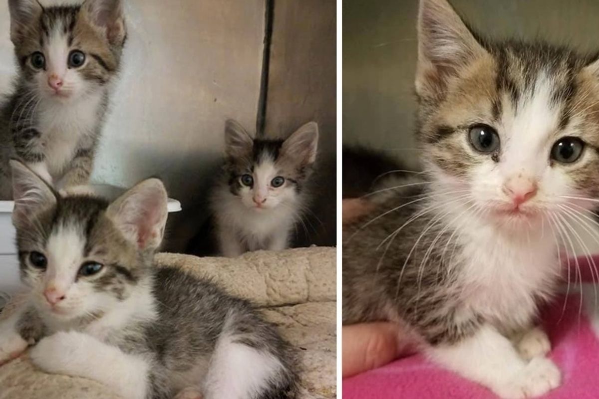 Kittens Found Abandoned at Stop Sign Have Their Lives Turned Around Through Kindness from Community