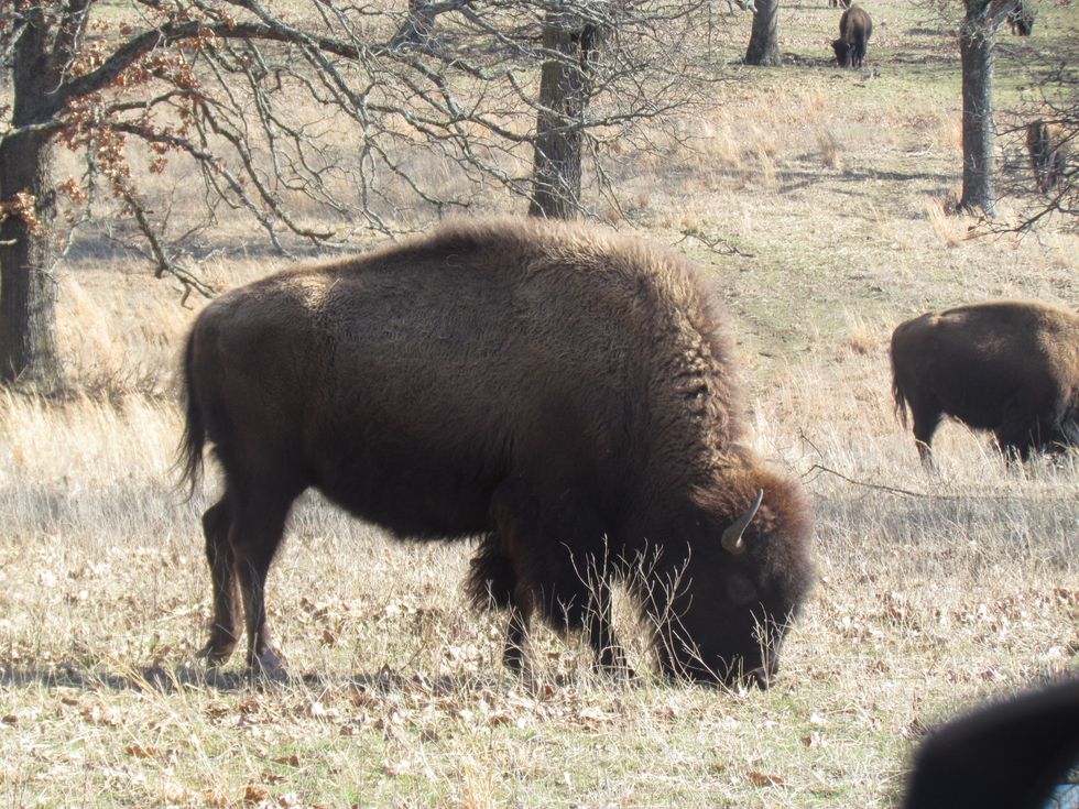 Beautiful Bartlesville Buffalo Statues