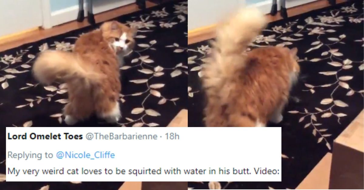 People Are Sharing The Most Ridiculous Things Their Pets Do, And We're LOLing