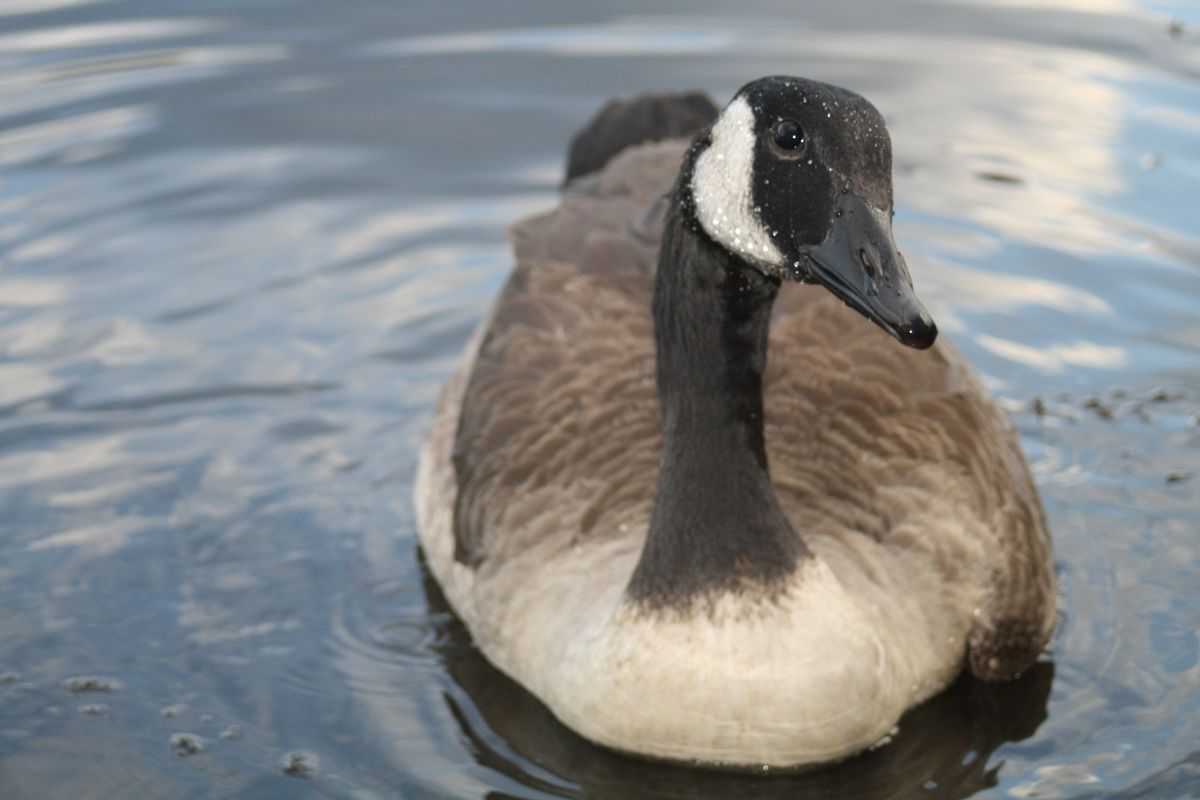 University Issues Warning After Aggressive Goose Is Caught On Camera Attacking Student