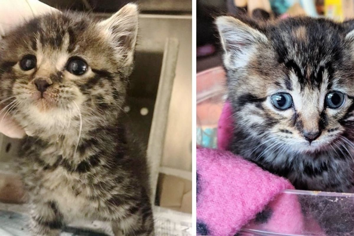 Stray Kitten So Happy When She is Finally off the Streets and Has Her Life Turned Around