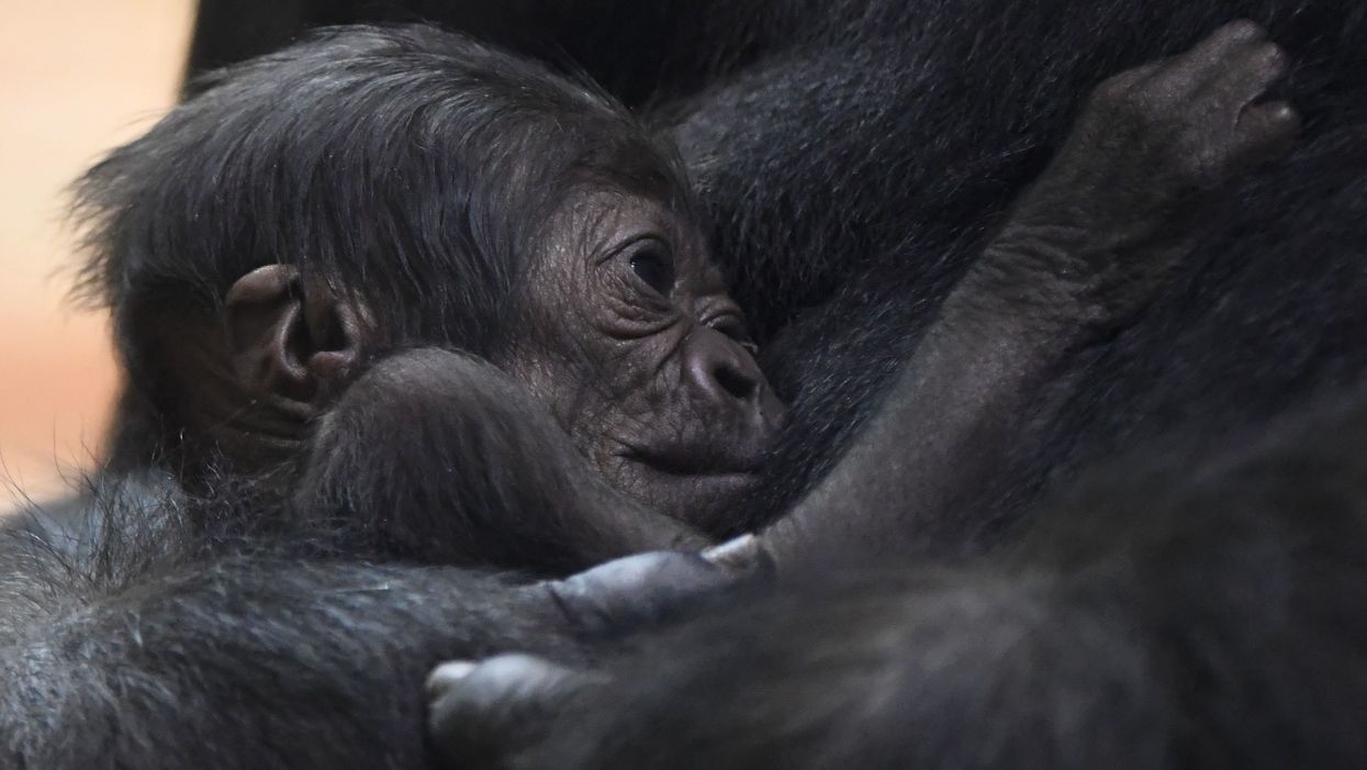 Baby gorilla born at Disney's Animal Kingdom
