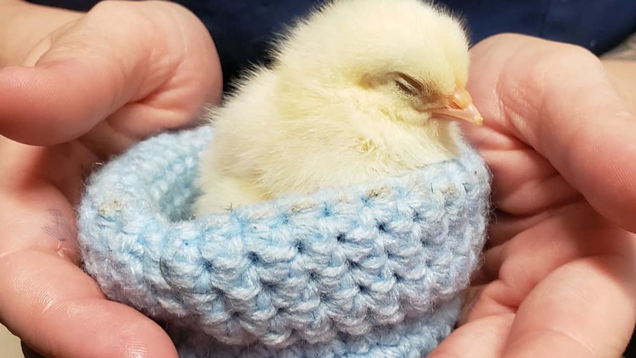 This North Carolina animal rescue rehabilitates baby birds using hand-knitted nests