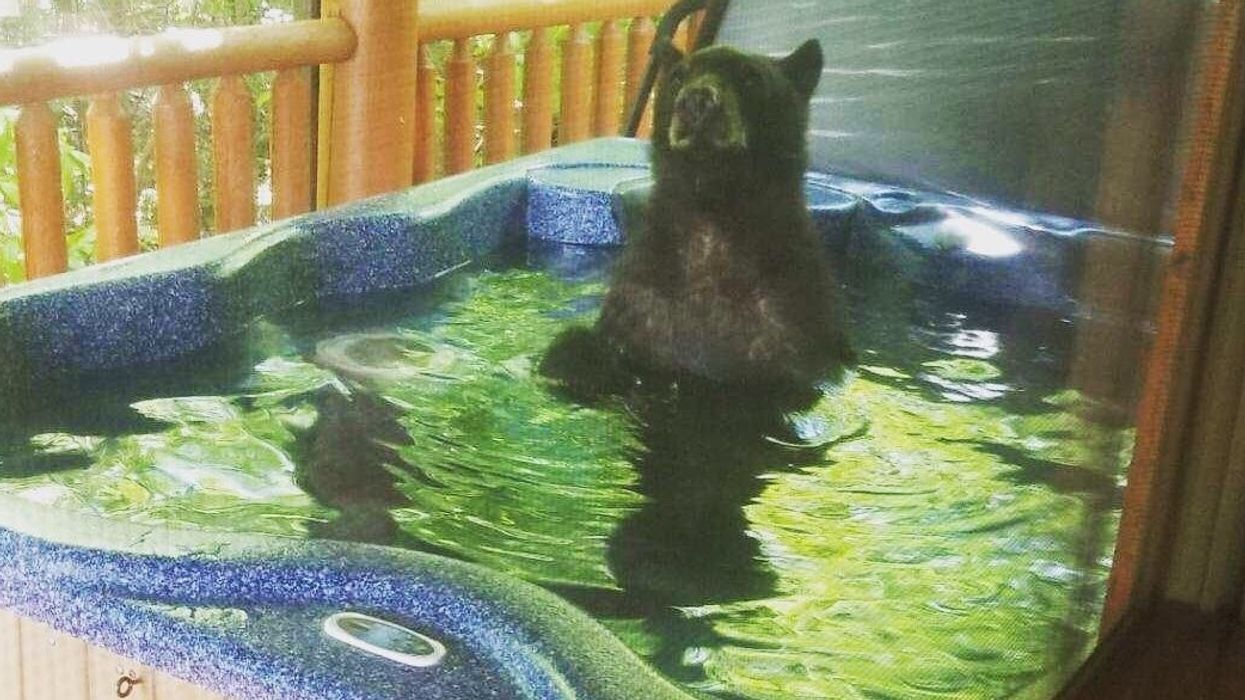 Bear caught living its best life in hot tub at tourist's cabin in Tennessee