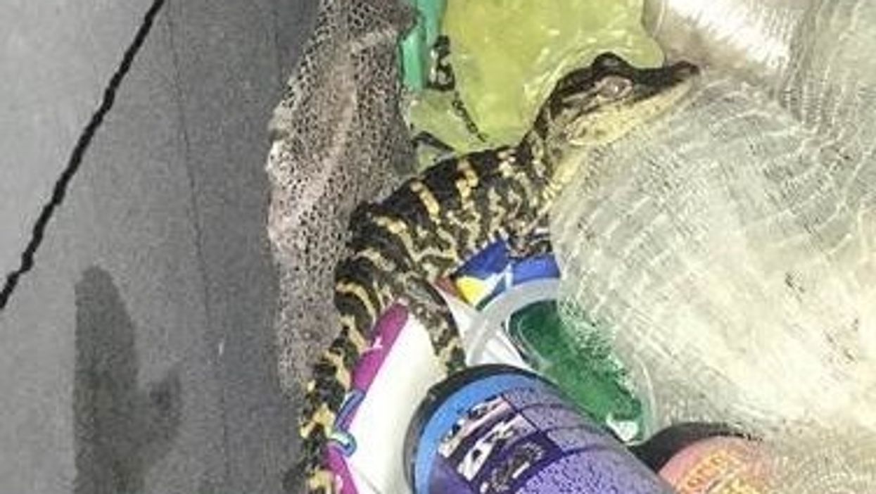 Woman pulls alligator from her pants during traffic stop in Florida
