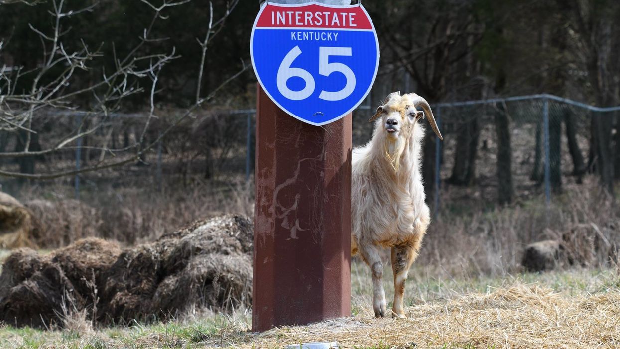 Houdini, Kentucky goat famous for hanging out on I-65, ready to meet fans at new home