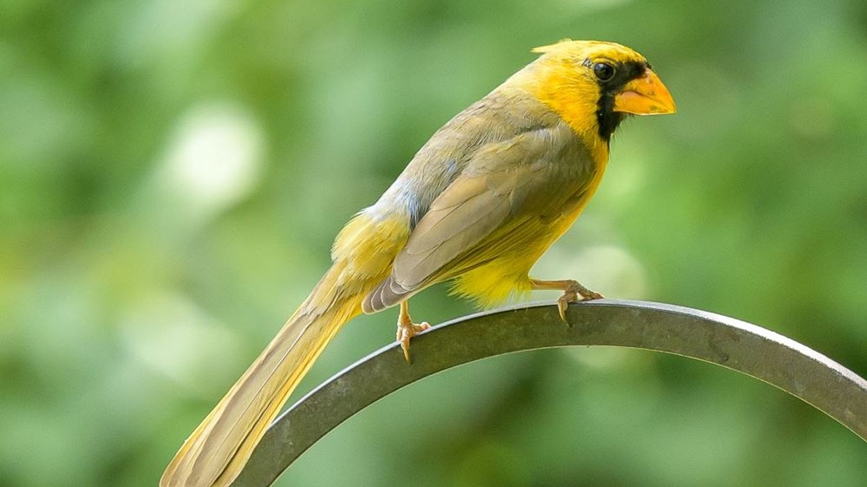 See photos of rare, one-in-a-million yellow cardinal spotted in Tennessee