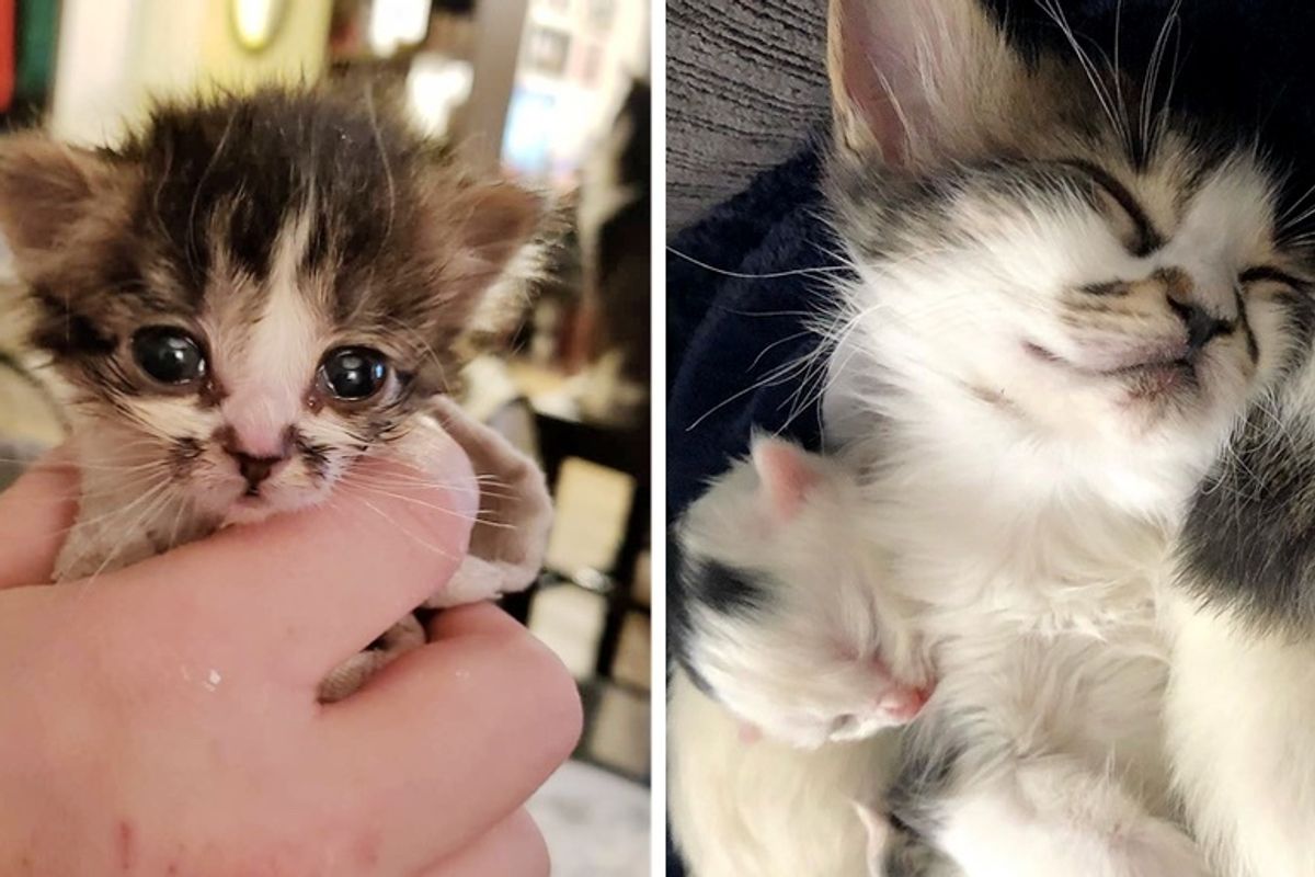 Kitten Meets 2 Smaller Kitties Rescued from the Same Farm and Starts Caring for Them
