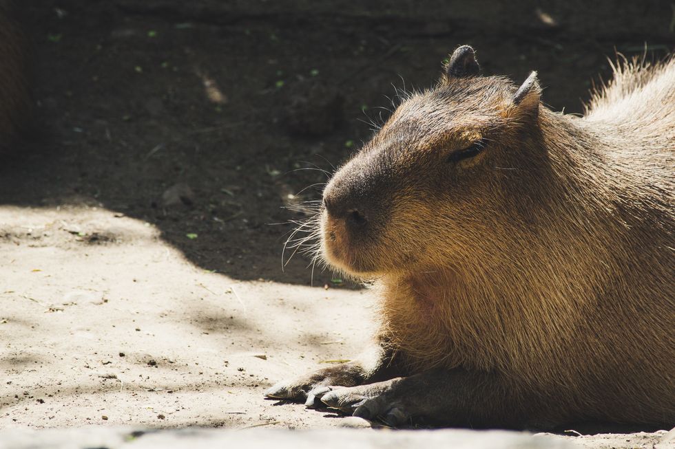 11 Capybara Gifs That Are Sure To Get You Over The Semester And Right Into The Summer Spirit