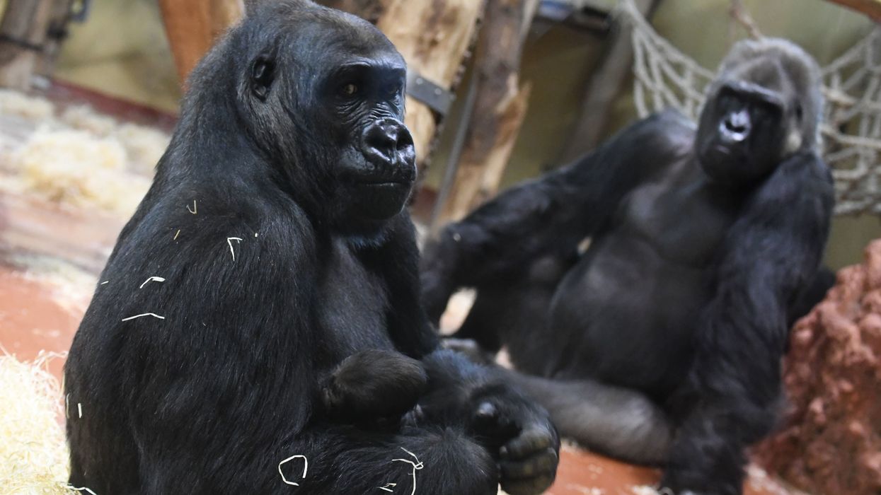 Gorillas at South Carolina zoo try to avoid the rain in hilarious viral video