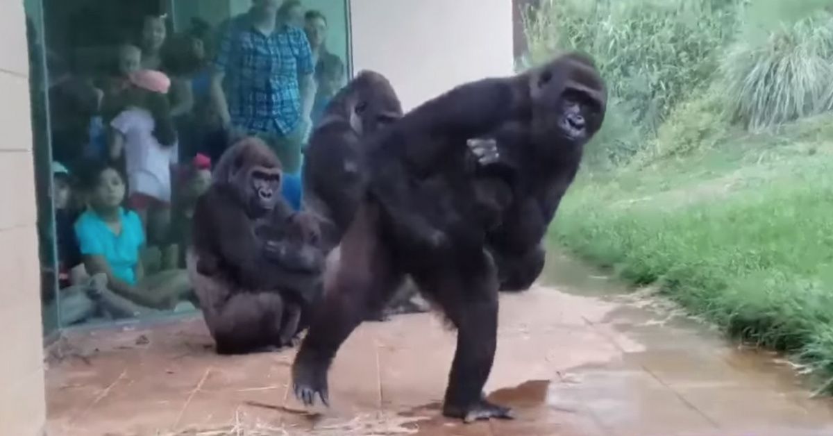 Hilarious Viral Video Shows That Gorillas Hate Getting Caught In The Rain As Much As We Do