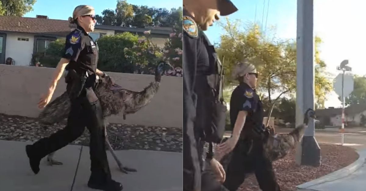 Emu Loose On The Streets Of Phoenix Gets Busted By The Cops In Viral Video