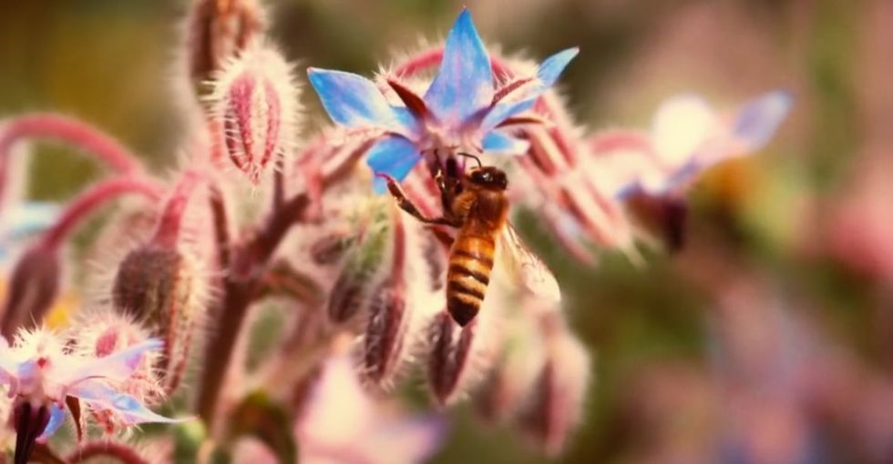 Pornhub is offering a sexy new way to save the bees this Earth Day.