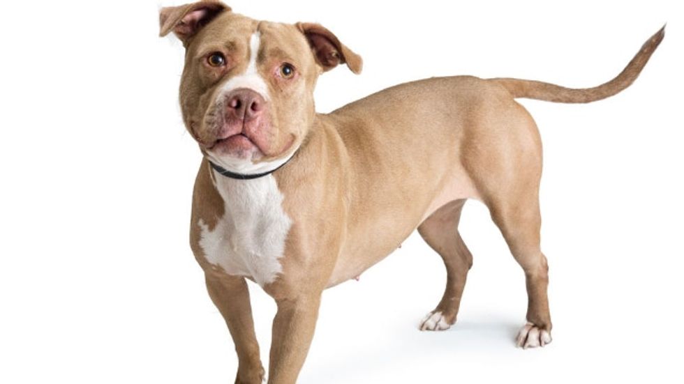 Woman uses photo of her dog to perfectly shut down the myth that rape is a woman's fault.