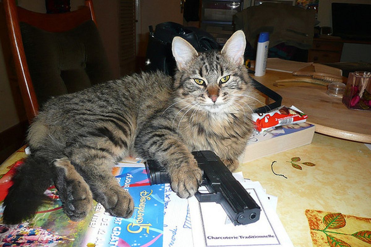 ONE GOOD NICE TIME In This Gun Roundup! The Rest Of It, Well, It's A Gun Roundup.