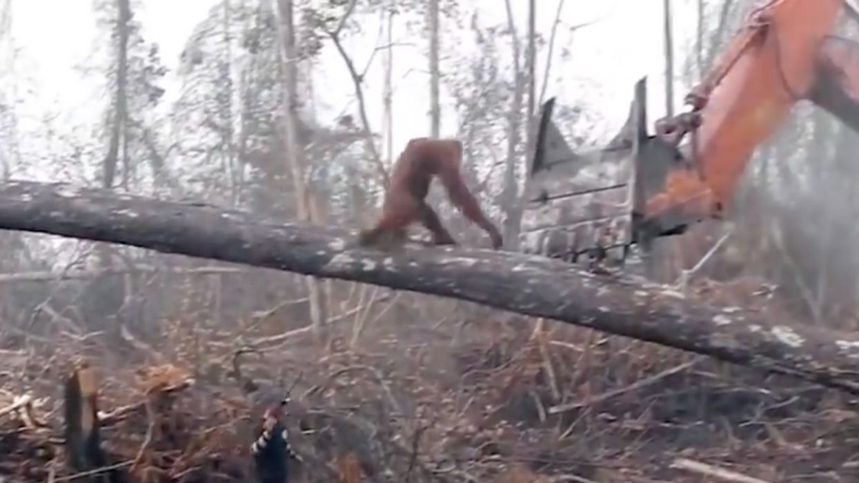 This Video Of An Orangutan Fighting Off A Bulldozer Destroying Its Home Is Breaking Everyone's Hearts