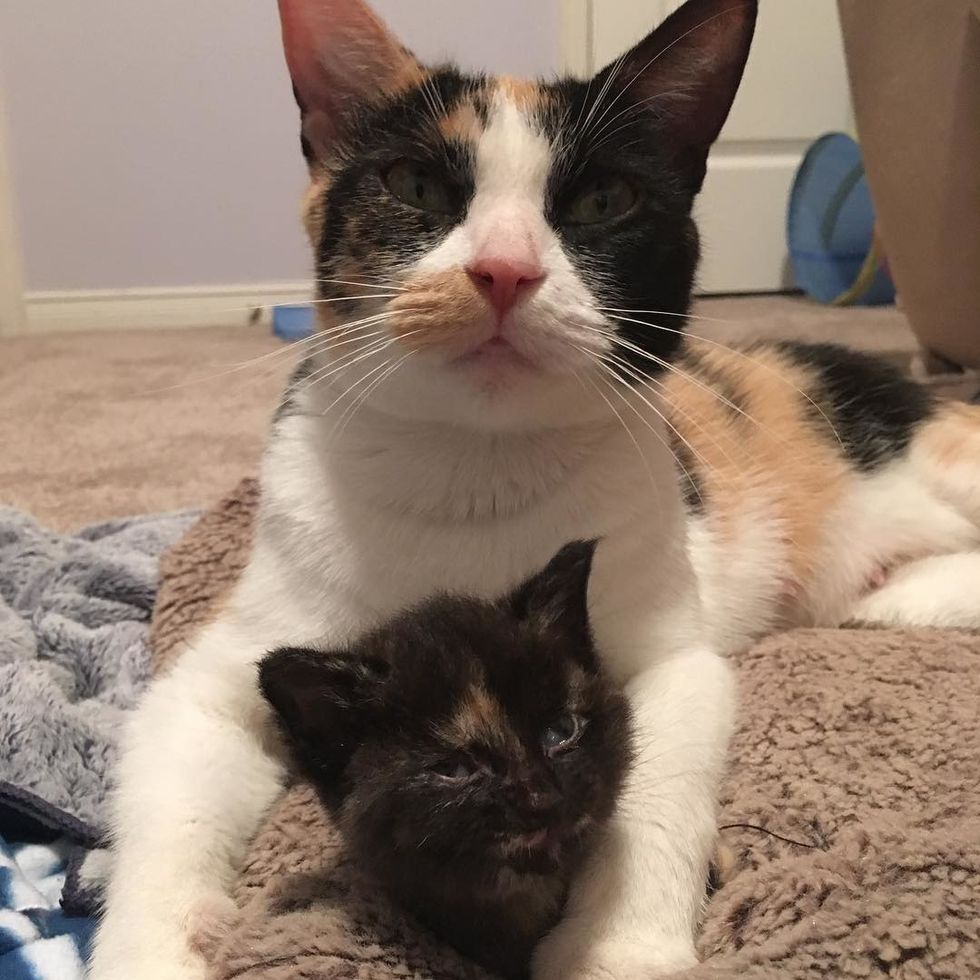 Wobbly Kitten Outlives Everyone's Expectations and Grows Up to Be the