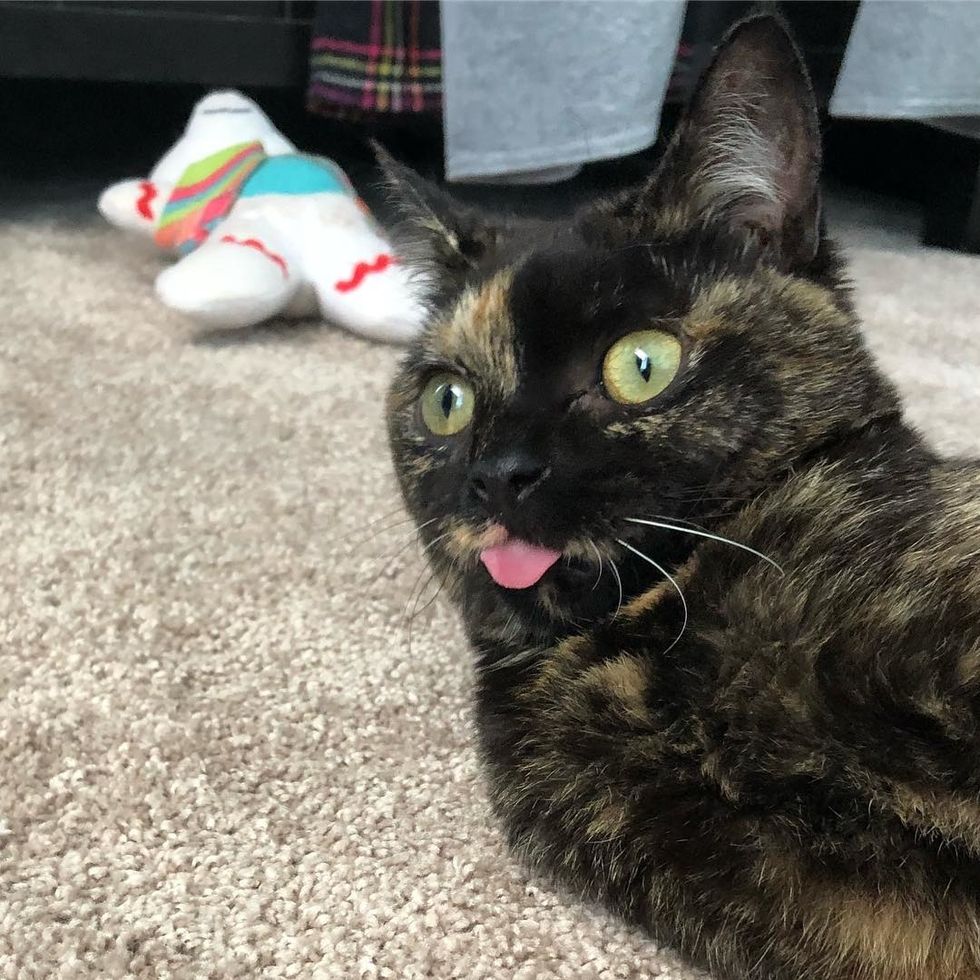 Wobbly Kitten Outlives Everyone's Expectations and Grows Up to Be the