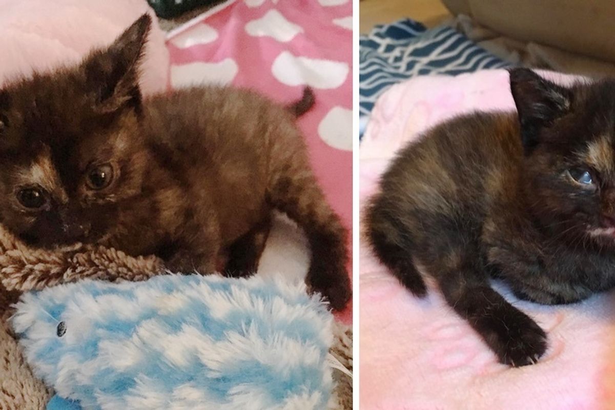 Wobbly Kitten Outlives Everyone's Expectations and Grows Up to Be the Happiest Cat