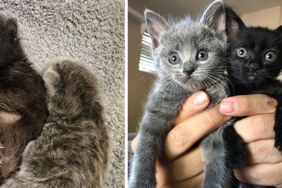 Kitten Clings to Her Sister After They Were Found at a School - Foster Home Turns Their Lives Around