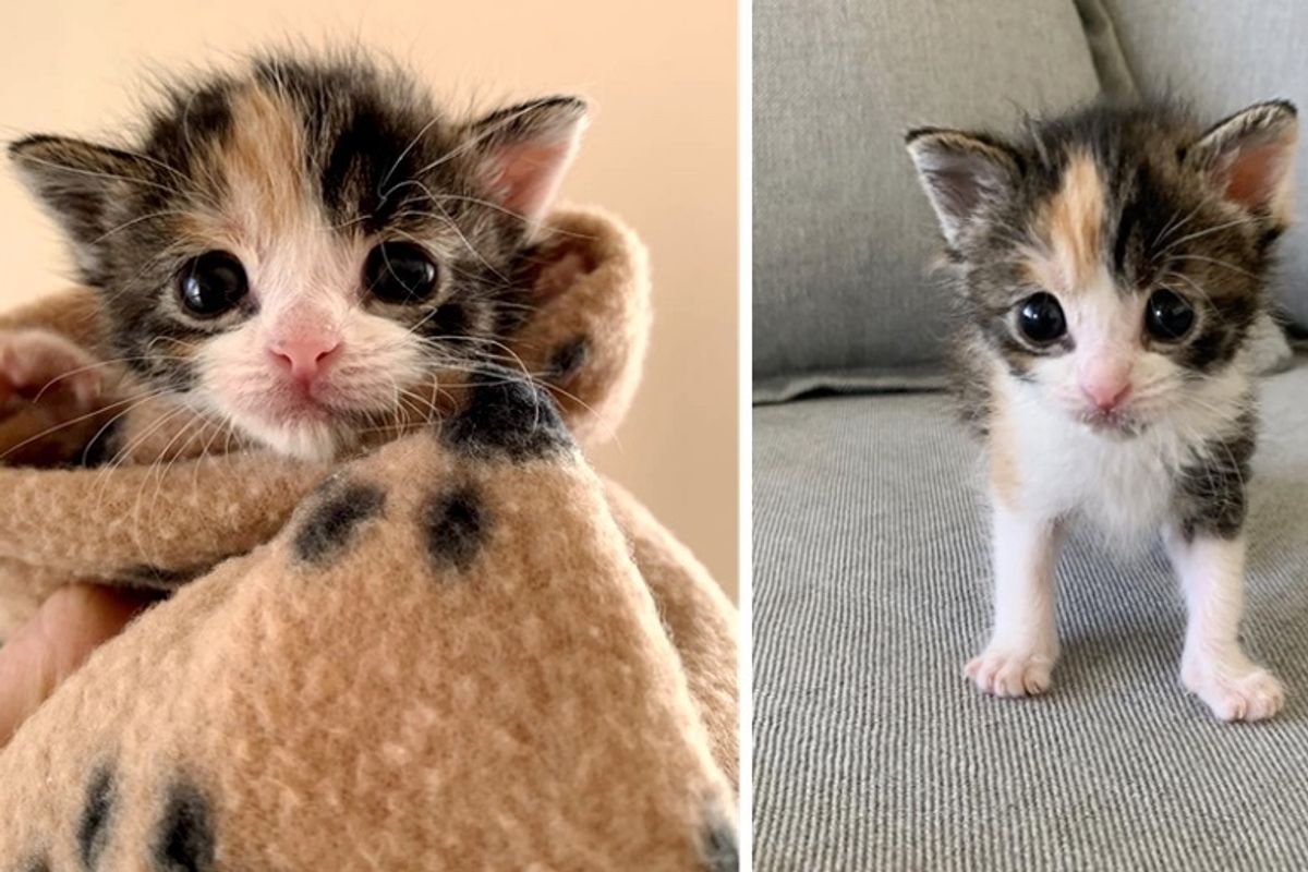 Homeowner Discovers Orphaned Kitten Under Their House After Seeing Stray Cats in Neighborhood