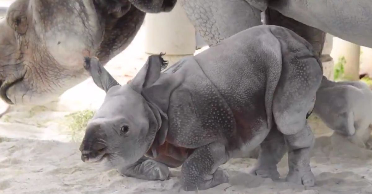 An Ultra-Rare Adorable Baby Rhino Was Just Born At The Miami Zoo