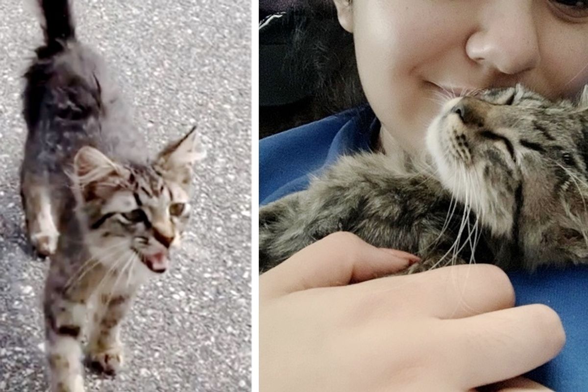 Stray Kitten Walks Up to Dog Walker and Insists on Going Home with Her