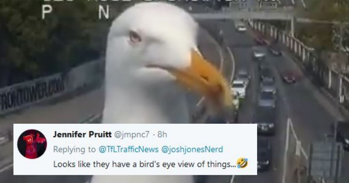 Video Of A Seagull Getting Up Close And Personal With A Traffic Cam Inspires Some Hilarious Memes