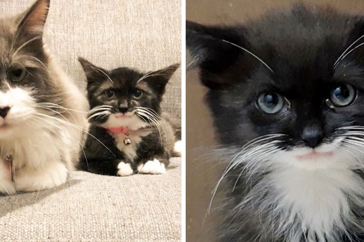 Kitten Who Can't Blink Like Other Cats, Has a Constant Smile and Friend to Rely on