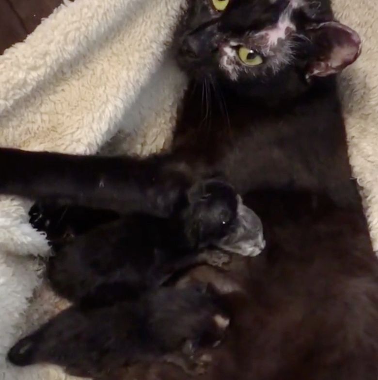 Cats Who Survived Car Fire, Got Help For Their Kittens Then Saved ...