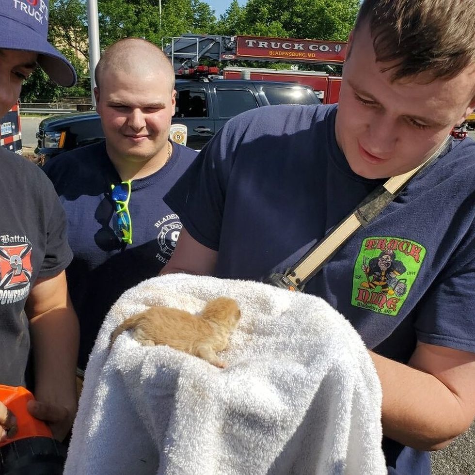Worker Saw Cat Jump Out of Truck and Later Discovered Kittens Inside Love Meow