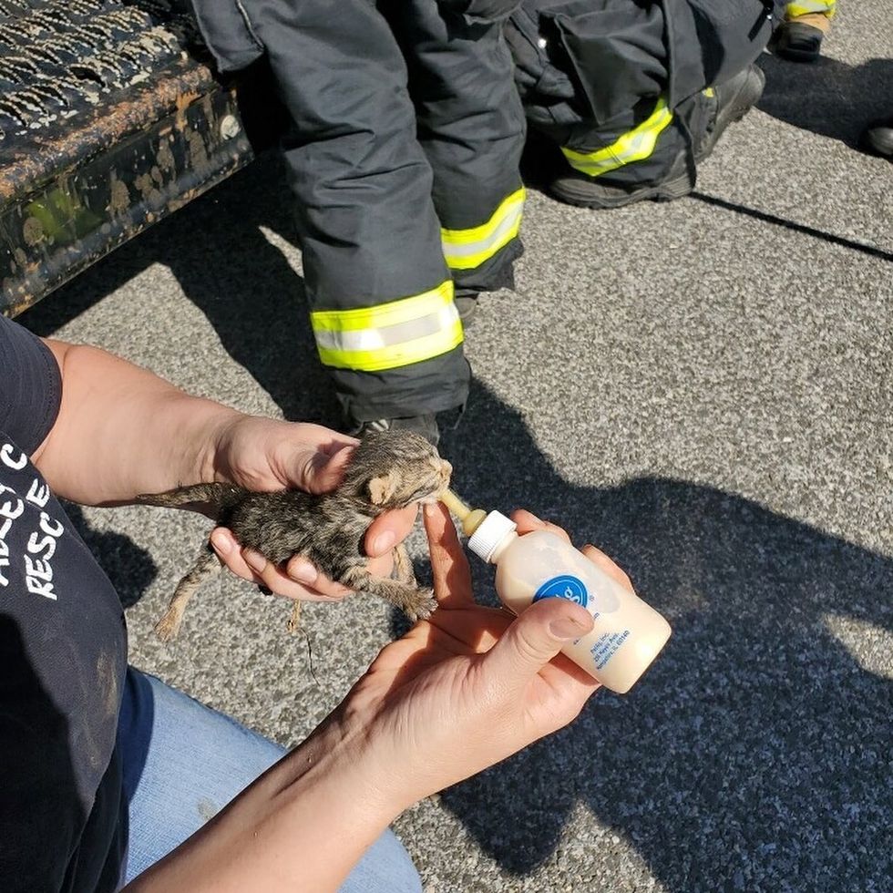 Worker Saw Cat Jump Out of Truck and Later Discovered Kittens Inside Love Meow