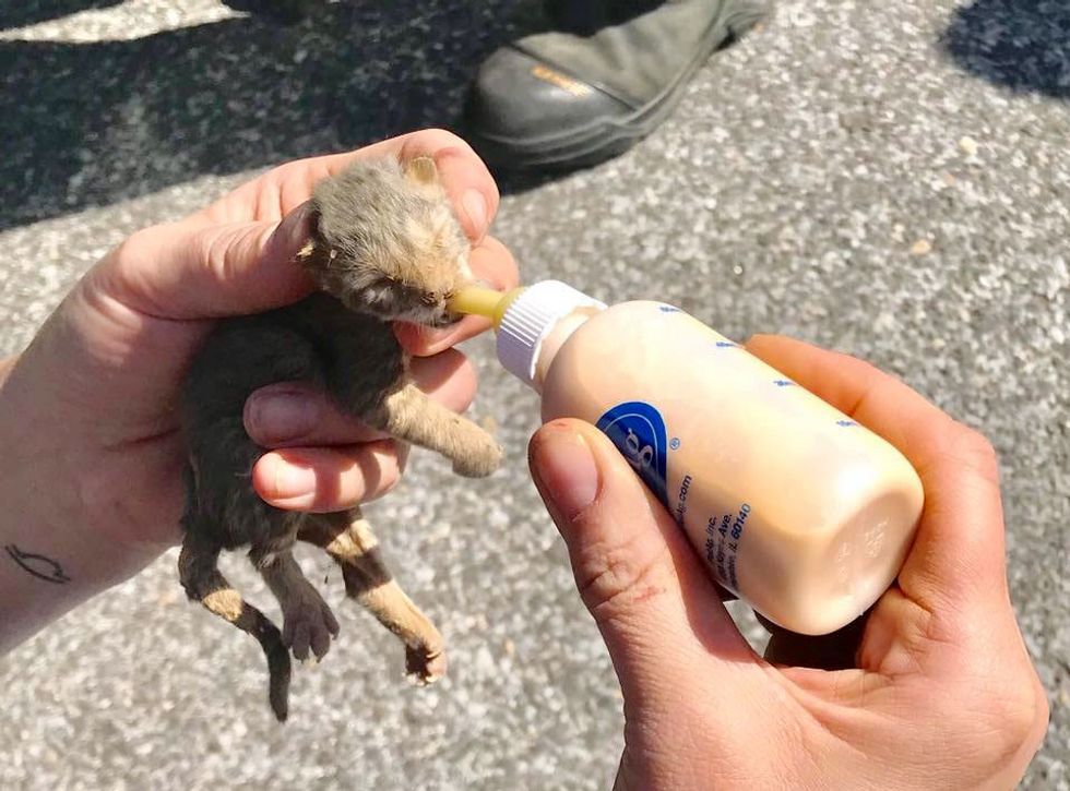 Worker Saw Cat Jump Out of Truck and Later Discovered Kittens Inside Love Meow