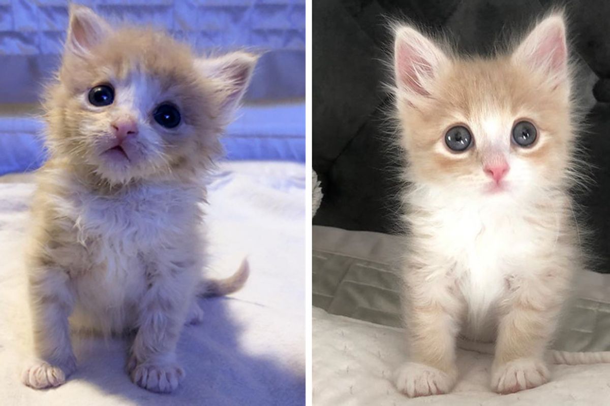 Kitten Who Was Alone at Shelter, Finds Happiness When Someone Saves Him from Uncertain Fate