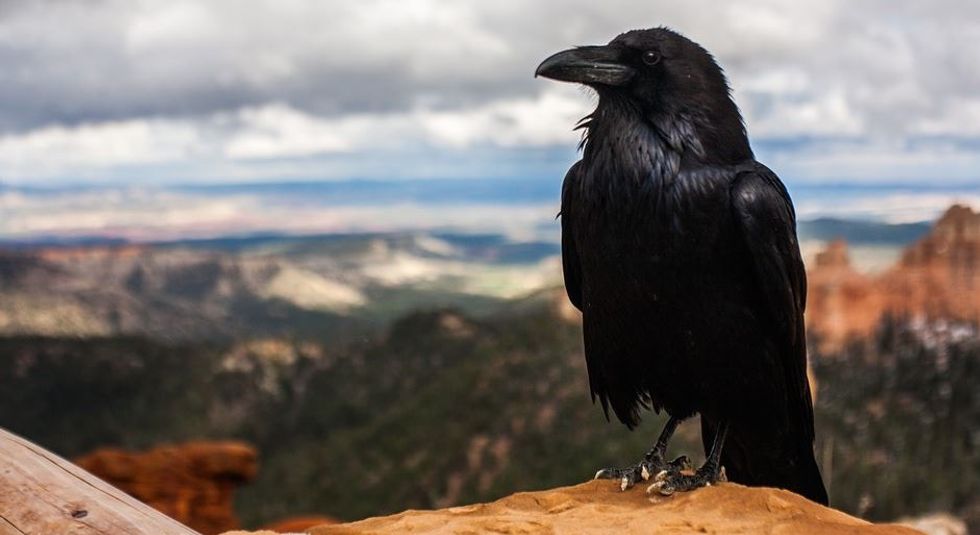 This man fed a family of crows for years — then they started bringing him presents.