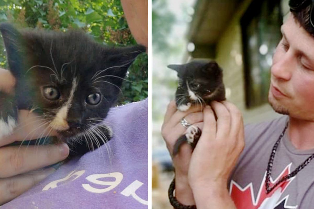 Man Helps Rescue Kitten Stuck in Attic and Asks to Adopt the Kitty Too