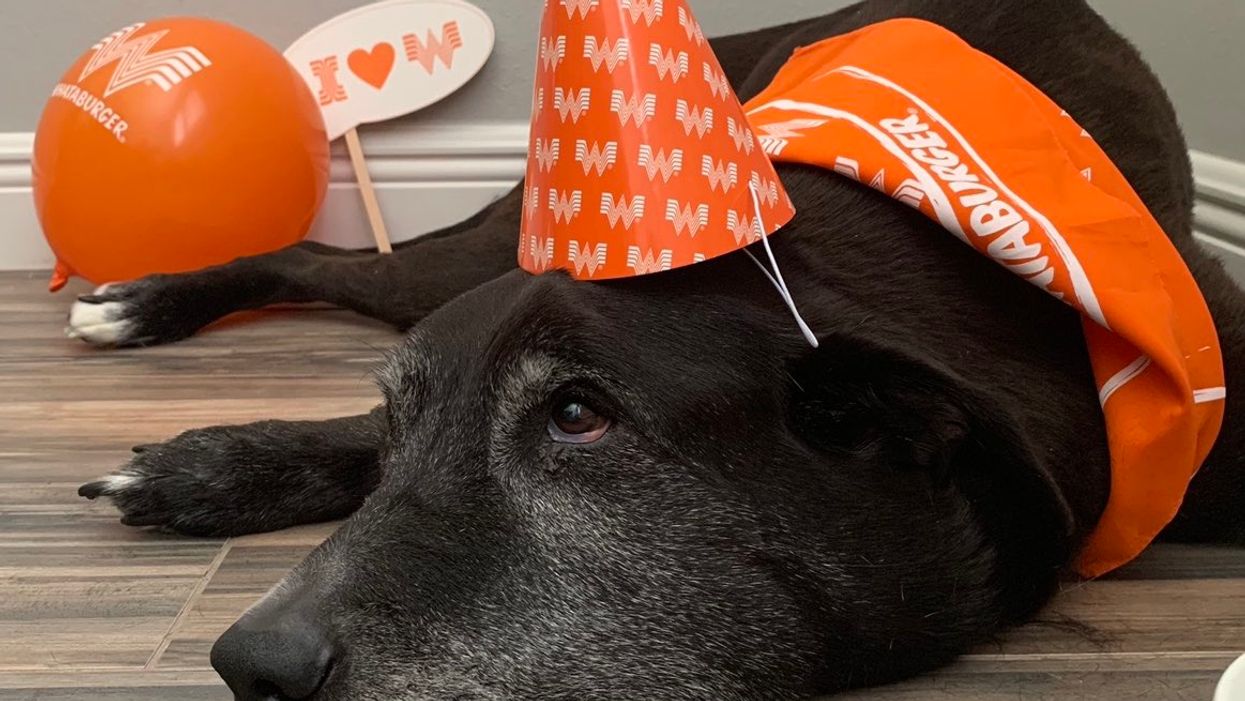 Whataburger throws dying dog a 'celebration of life' party on final day