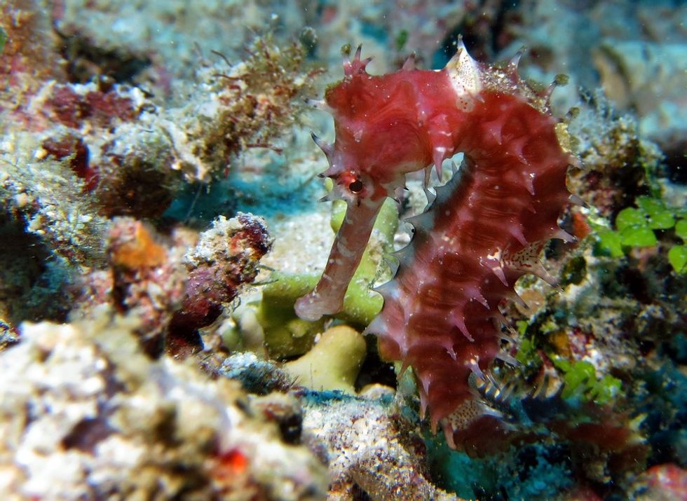 8 Cool Facts About Seahorses