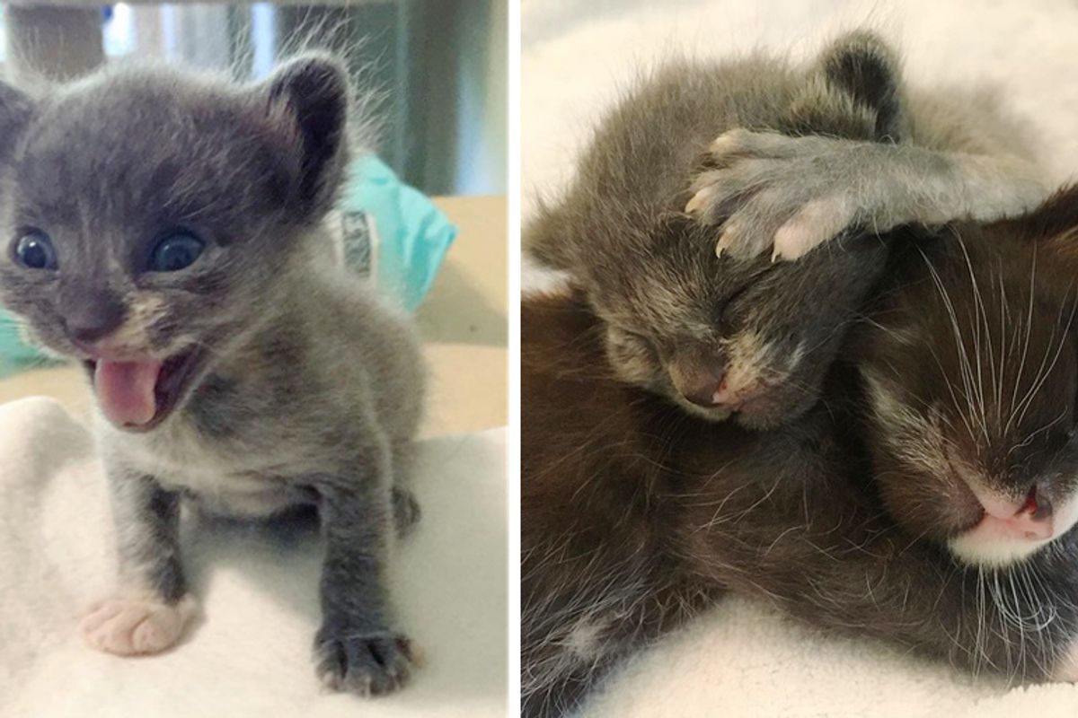 Sister Kittens Taken into Rescue - One of Them Was Half the Size and Needed Help to Grow