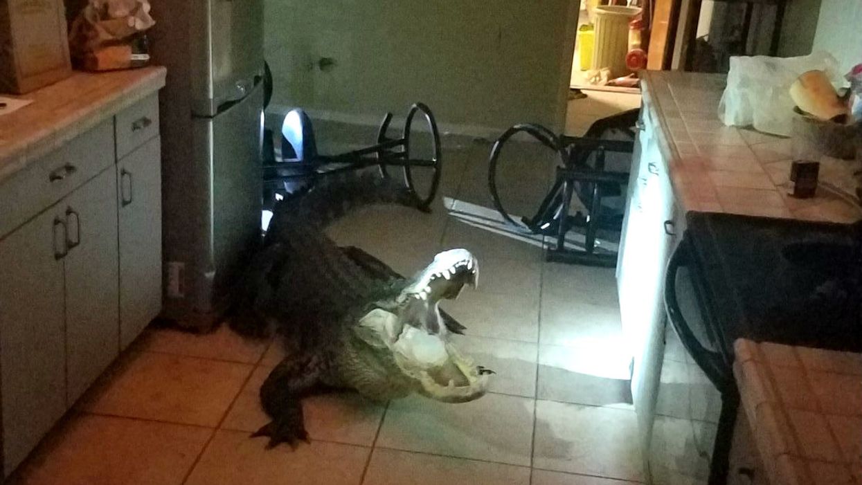 Huge alligator broke into Florida home and got into the wine to start the weekend early