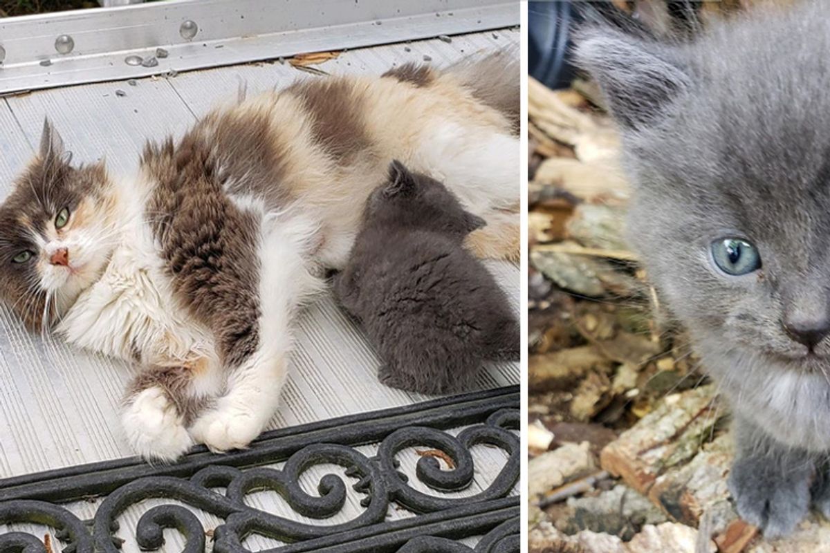 Stray Cat Had Kittens in Woodpile - Woman from Out of State Won't Leave Them Behind