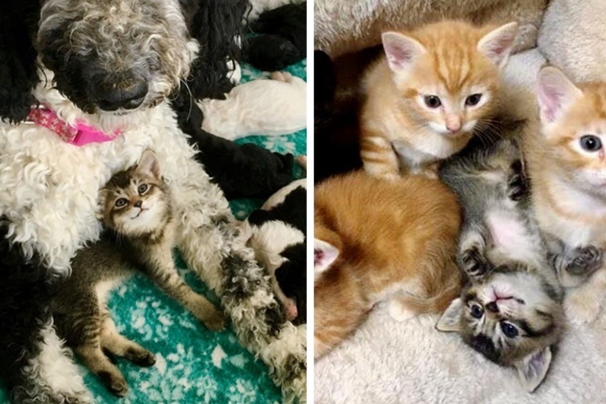 Kitten Found in Alley as Orphan - a Cat and Dog Took Turns to Be Her Mom