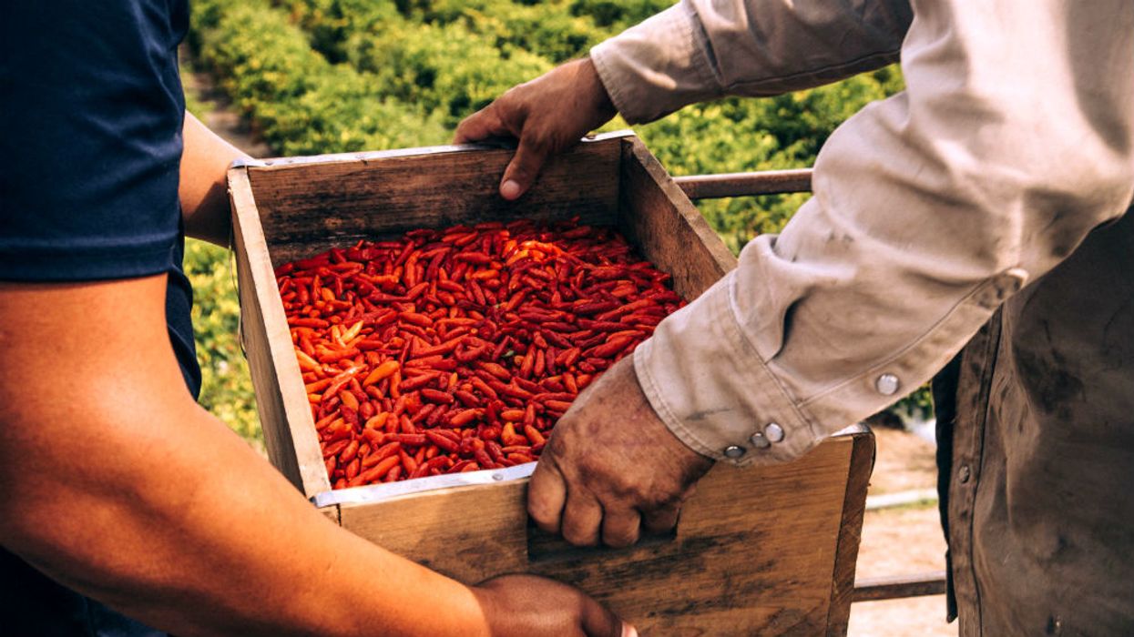 A history of hot sauce and the secret island where TABASCO is made