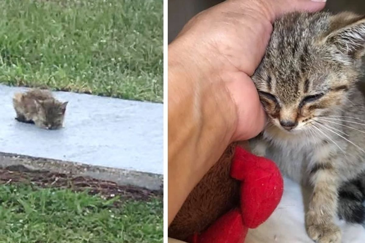 Woman Rescues Kitten Sitting on Sidewalk When Others Just Pass Her By - the Kitty Can't Stop Purring